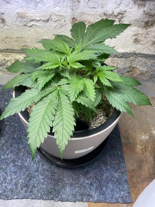 CBD Winter Paradise. Week 5 - 20260103, CBDRelax, Day 40