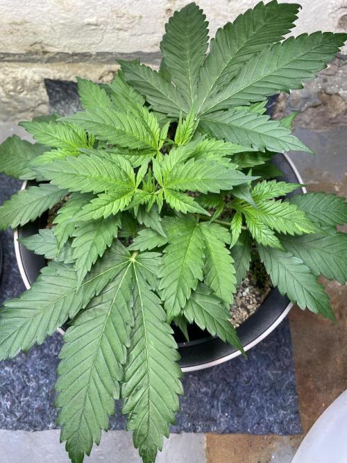 CBD Winter Paradise. Week 5 - 20260103, CBDRelax, Day 40