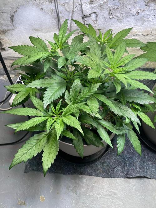 CBD Winter Paradise. Week 6 - 20260110, CBDelight, Day 47