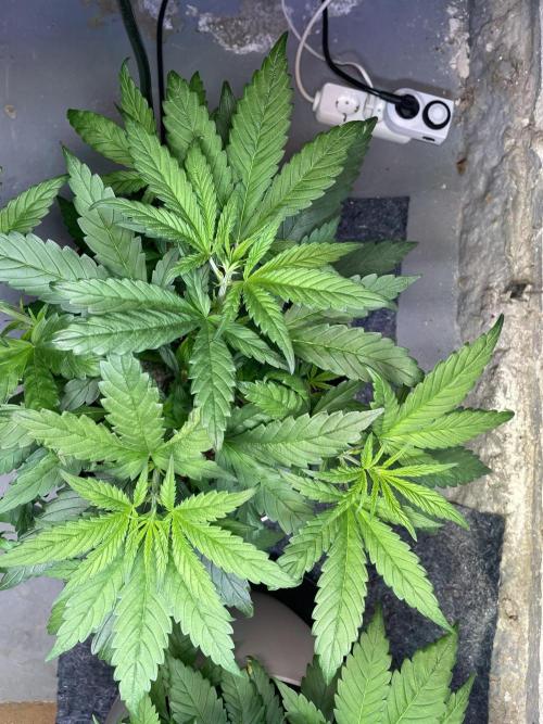 CBD Winter Paradise. Week 6 - 20260110, CBDelight, Day 47