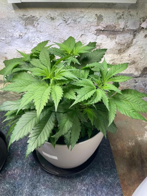 CBD Winter Paradise. Week 6 - 20260110, CBDRelax, Day 47