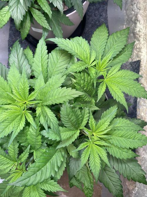 CBD Winter Paradise. Week 6 - 20260110, CBDRelax, Day 47