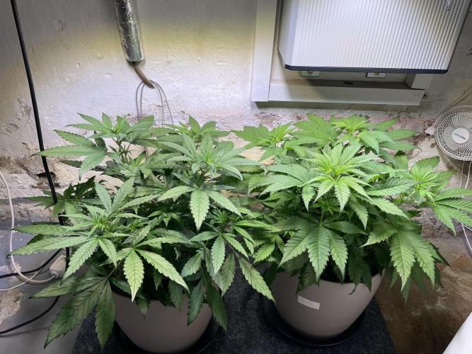 CBD Winter Paradise. Week 7 - 20260117, CBDelight and CBDRelax, Day 54