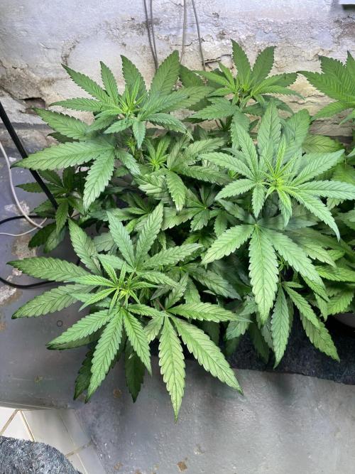 CBD Winter Paradise. Week 7 - 20260117, CBDelight, Day 54