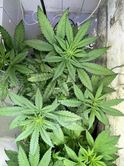 CBD Winter Paradise. Week 7 - 20260117, CBDelight, Day 54