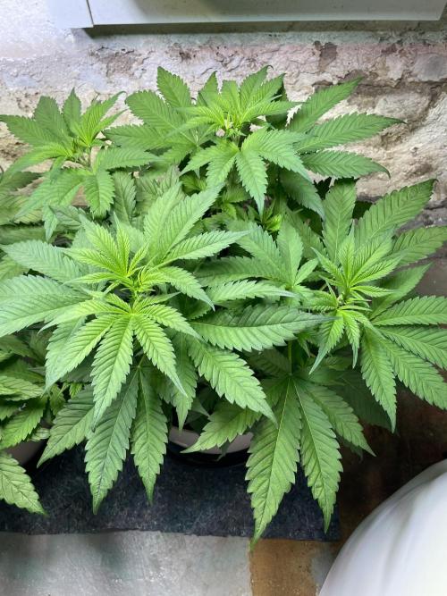 CBD Winter Paradise. Week 7 - 20260117, CBDRelax, Day 54