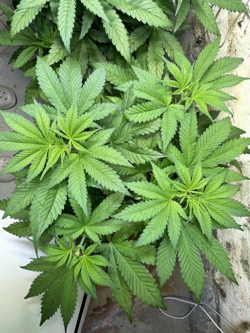 CBD Winter Paradise. Week 7 - 20260117, CBDRelax, Day 54