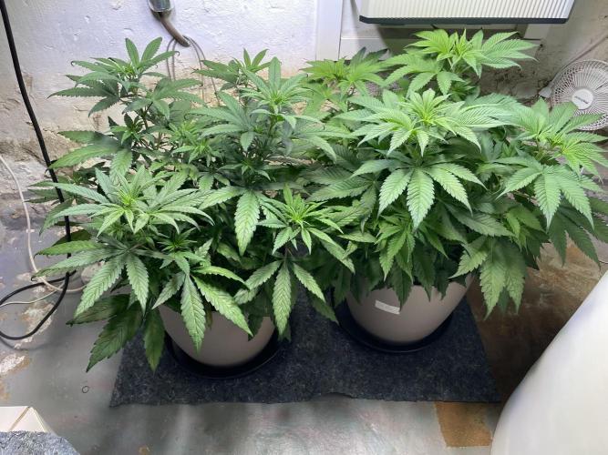 CBD Winter Paradise. Week 8 - 20260124, CBDelight and CBDRelax, Day 61