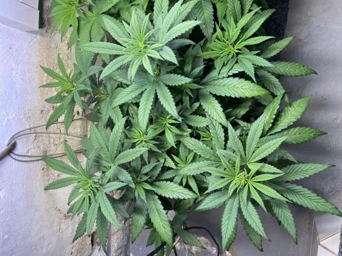 CBD Winter Paradise. Week 8 - 20260124, CBDelight, Day 61