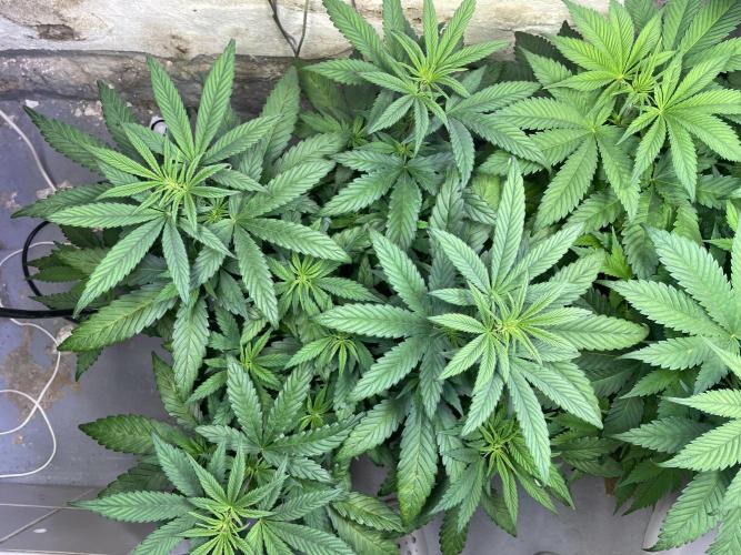 CBD Winter Paradise. Week 8 - 20260124, CBDelight, Day 61