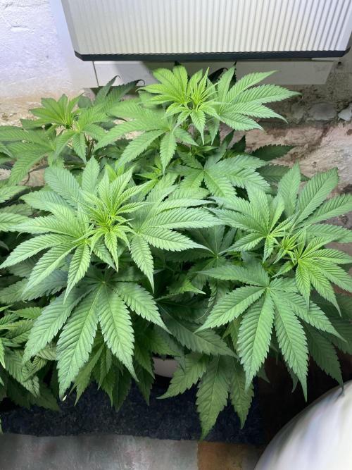 CBD Winter Paradise. Week 8 - 20260124, CBDRelax, Day 61