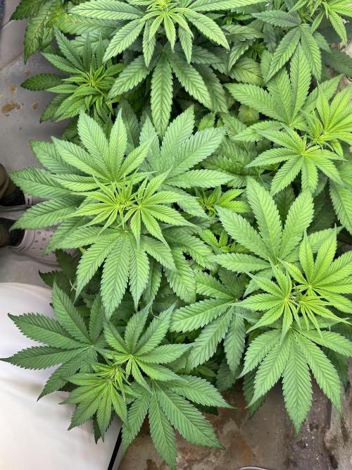 CBD Winter Paradise. Week 8 - 20260124, CBDRelax, Day 61