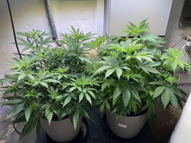 CBD Winter Paradise. Week 9 - 20260131, CBDelight and CBDRelax, Day 68