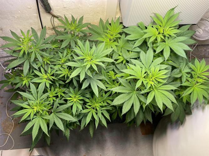 CBD Winter Paradise. Week 9 - 20260131, CBDelight and CBDRelax, Day 68