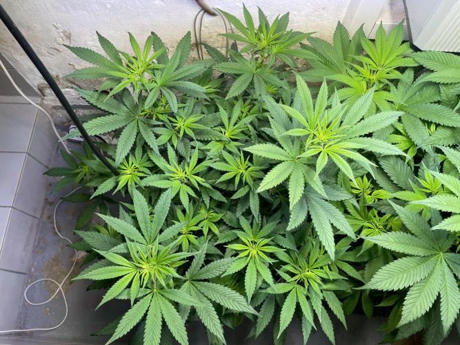 CBD Winter Paradise. Week 9 - 20260131, CBDelight, Day 68