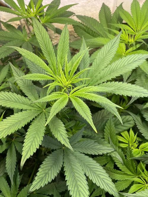 CBD Winter Paradise. Week 9 - 20260131, CBDelight, Day 68