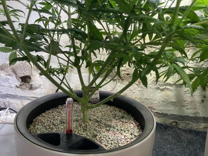 CBD Winter Paradise. Week 9 - 20260131, CBDelight, Lollipopping, Day 68