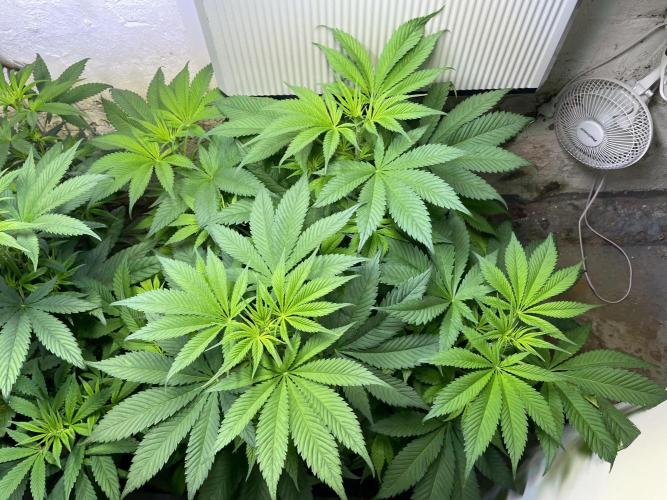 CBD Winter Paradise. Week 9 - 20260131, CBDRelax, Day 68