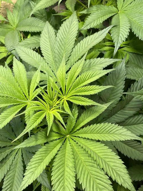 CBD Winter Paradise. Week 9 - 20260131, CBDRelax, Day 68