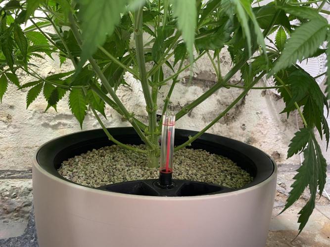 CBD Winter Paradise. Week 9 - 20260131, CBDRelax, Lollipopping, Day 68