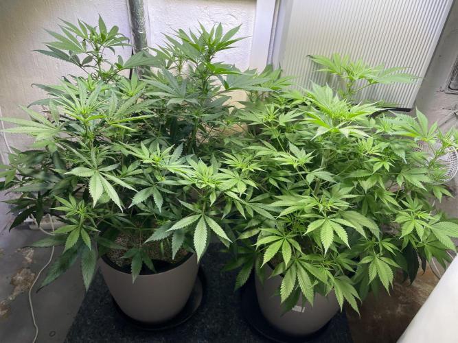 CBD Winter Paradise. Week 10 - 20260207, CBDelight and CBDRelax, Day 75