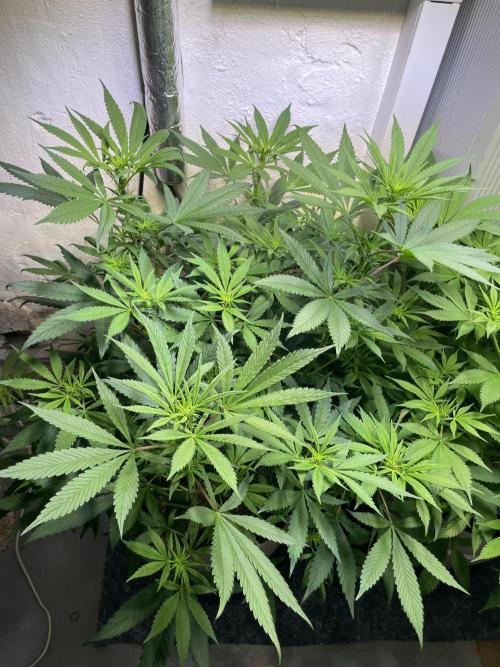 CBD Winter Paradise. Week 10 - 20260207, CBDelight, Day 75