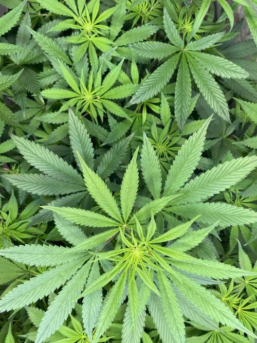 CBD Winter Paradise. Week 10 - 20260207, CBDelight, Day 75