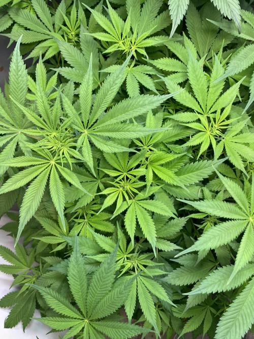 CBD Winter Paradise. Week 10 - 20260207, CBDRelax, Day 75