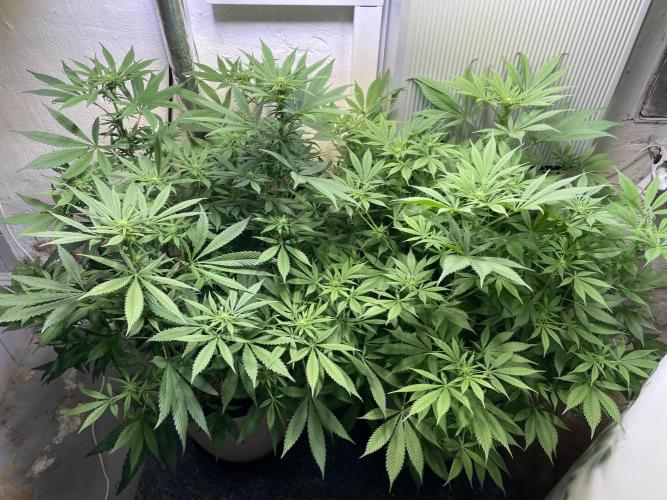 CBD Winter Paradise. Week 11 - CBDelight and CBDRelax, Day 82