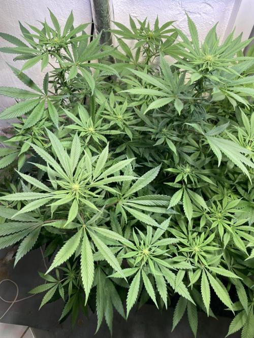 CBD Winter Paradise. Week 11 - CBDelight, Day 82