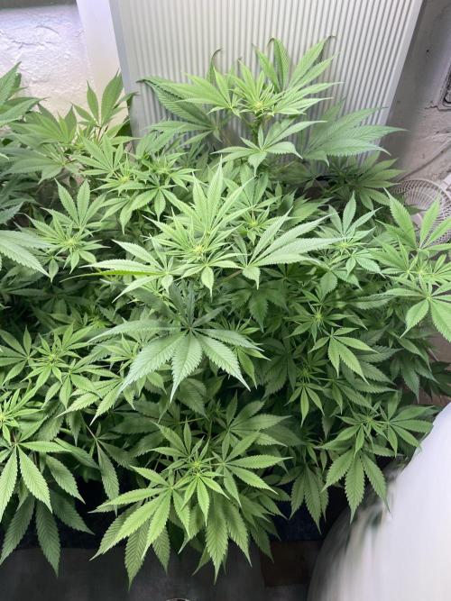 CBD Winter Paradise. Week 11 - CBDRelax, Day 82