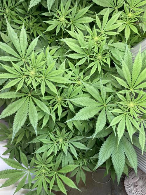 CBD Winter Paradise. Week 11 - CBDRelax, Day 82