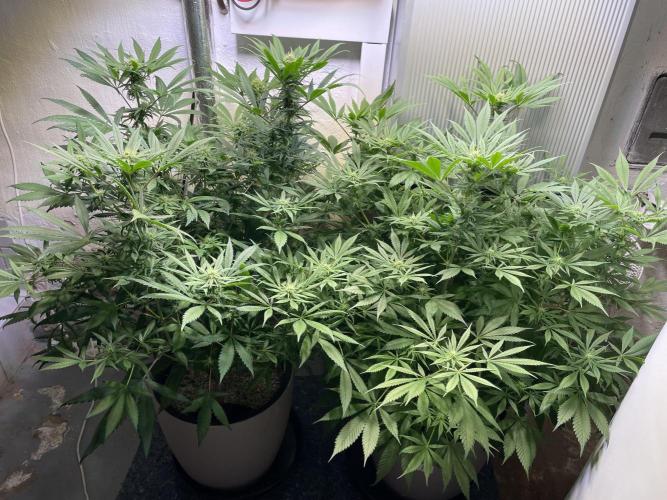 CBD Winter Paradise. Week 12 - 20260221, CBDelight and CBDRelax, Day 89
