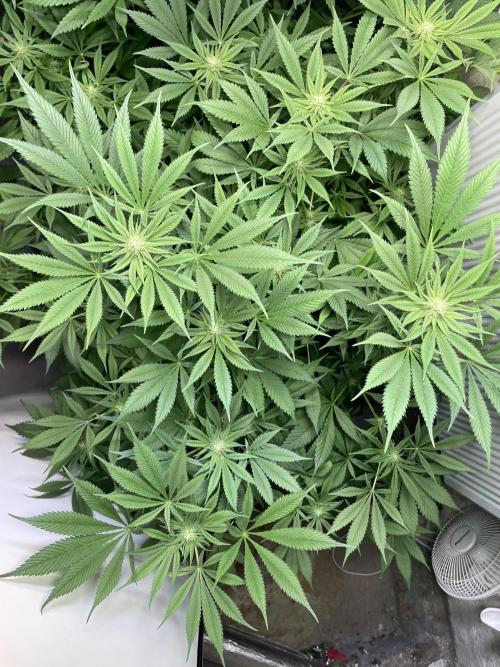 CBD Winter Paradise. Week 12 - 20260221, CBDRelax, Day 89