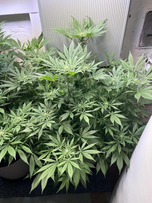 CBD Winter Paradise. Week 12 - 20260221, CBDRelax, Day 89