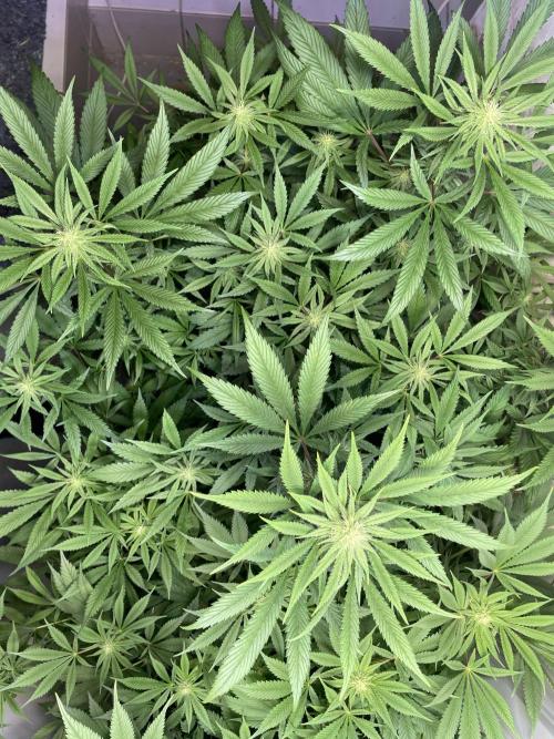 CBD Winter Paradise. Week 12 - 20260221, CBDelight, Day 89