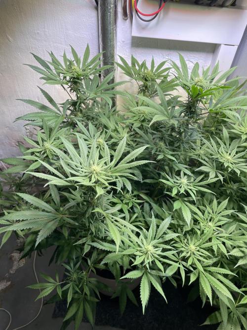 CBD Winter Paradise. Week 12 - 20260221, CBDelight, Day 89
