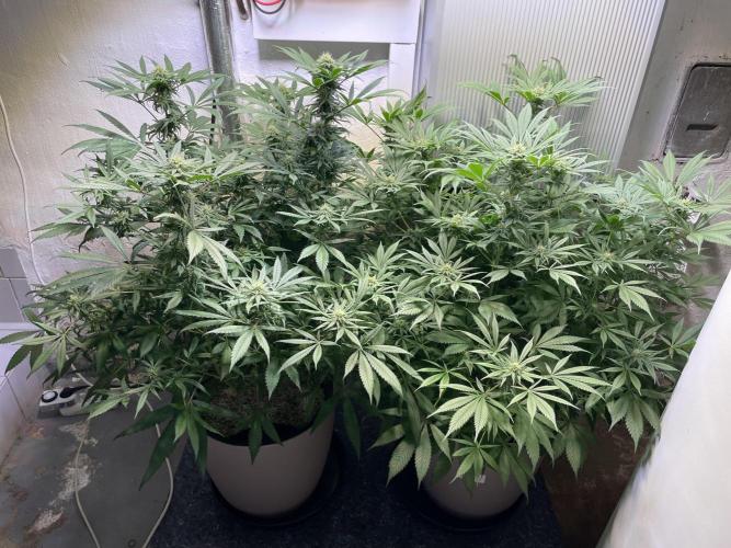 CBD Winter Paradise. Week 13 - 20260228, CBDelight and CBDRelax, Day 96