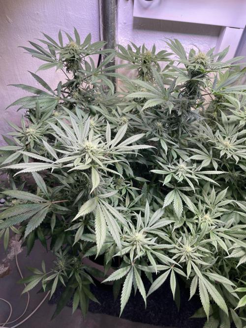 CBD Winter Paradise. Week 13 - 20260228, CBDelight, Day 96