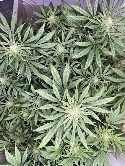 CBD Winter Paradise. Week 13 - 20260228, CBDelight, Day 96