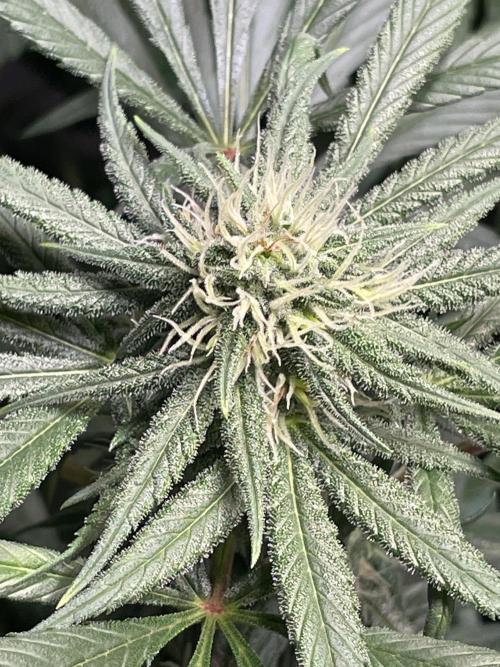 CBD Winter Paradise. Week 13 - 20260228, CBDelight, Day 96