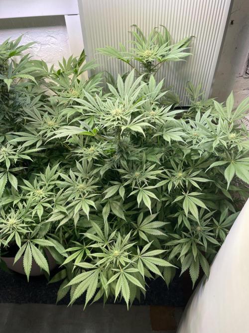 CBD Winter Paradise. Week 13 - 20260228, CBDRelax, Day 96