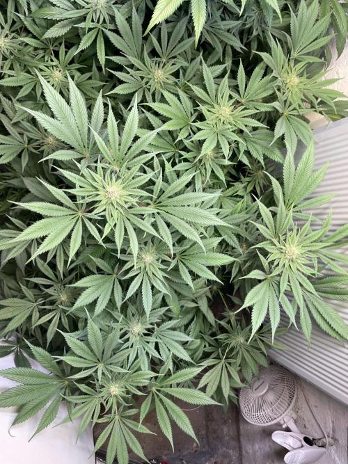 CBD Winter Paradise. Week 13 - 20260228, CBDRelax, Day 96