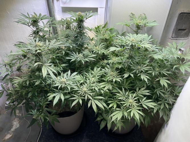 CBD Winter Paradise. Week 14 - 20260307, CBDelight and CBDRelax, Day 103