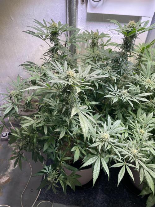 CBD Winter Paradise. Week 14 - 20260307, CBDelight, Day 103