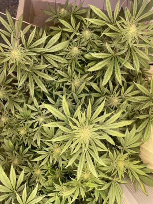 CBD Winter Paradise. Week 14 - 20260307, CBDelight, Day 103