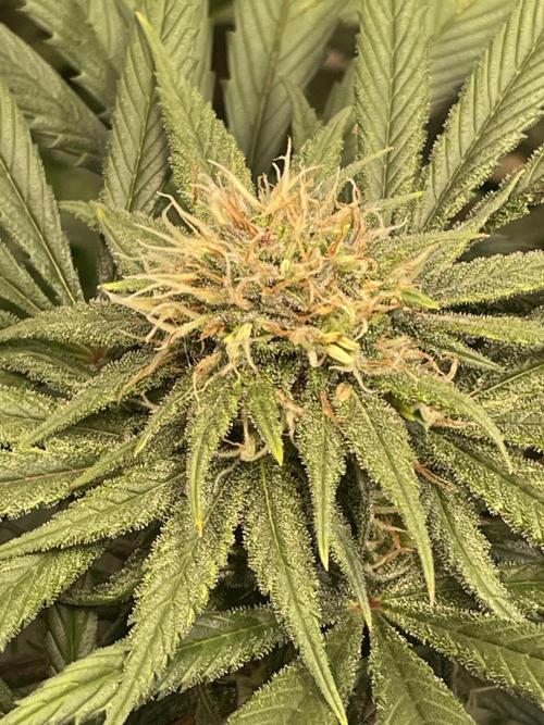 CBD Winter Paradise. Week 14 - 20260307, CBDelight, Day 103