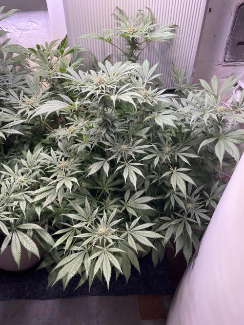 CBD Winter Paradise. Week 14 - 20260307, CBDRelax, Day 103