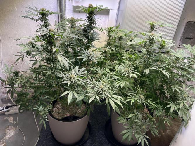 CBD Winter Paradise. Week 15 - 20260314, CBDelight and CBDRelax, Day 110