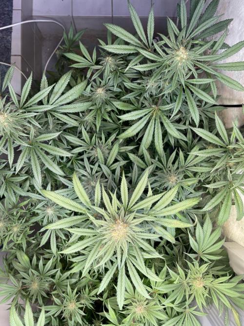 CBD Winter Paradise. Week 15 - 20260314, CBDelight, Day 110